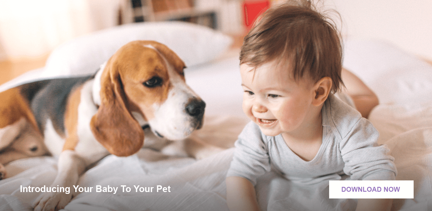Baby proofing - Introducing your baby to your pet